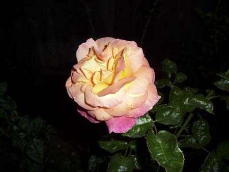 p1010242